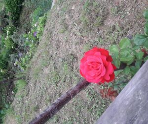 rosa