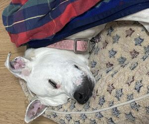 Paloma