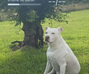 Isabel