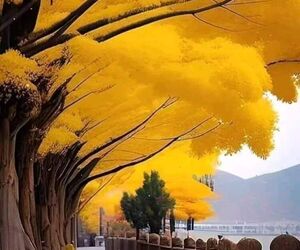 Nieves