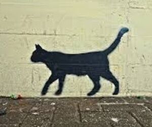 Gato Negro con