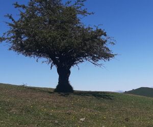 ISRAEL