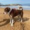 Paseo con perros por Gijón y alrededores 