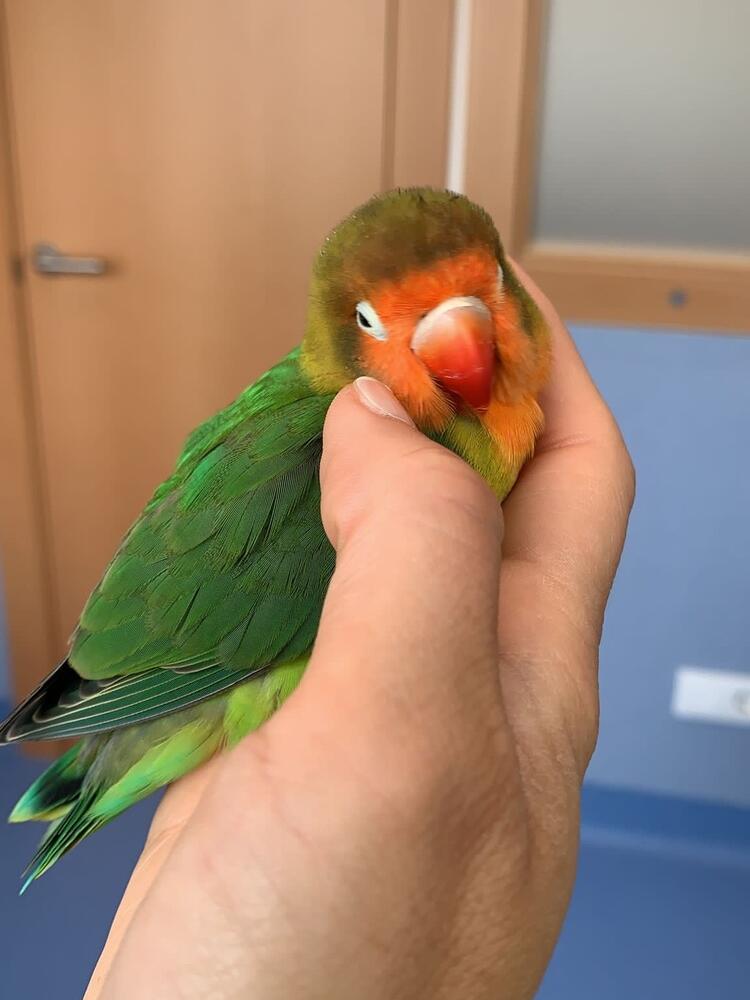 Foto de perfil de Gerardo
